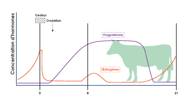 Concentration dhormones-1